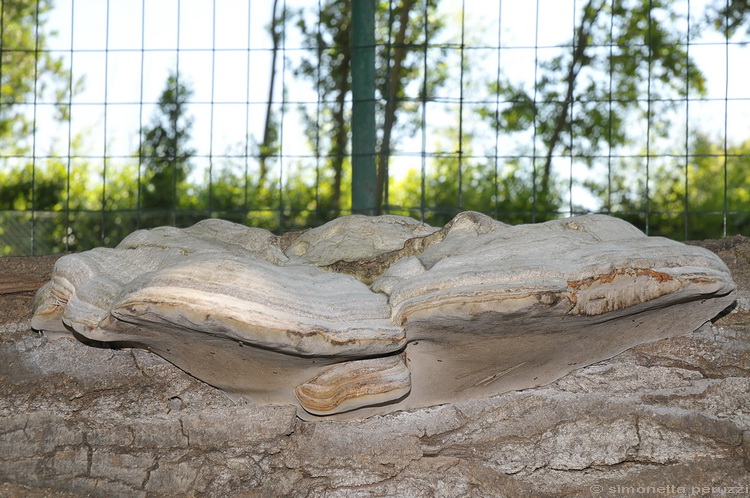 Fomes fomentarius